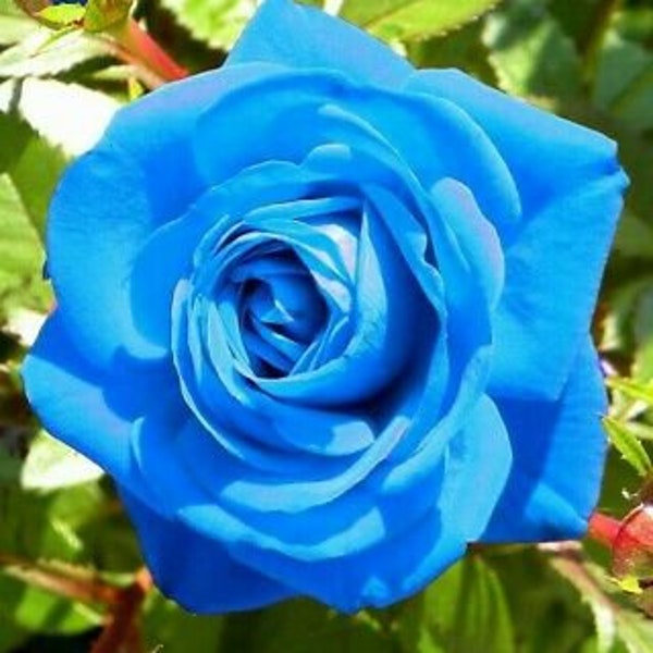 10 Pcs Blue Flower Rose seeds Rare Amazingly Beautiful and please have a look on etsy my Purple Rose Flower and  another rose Seeds