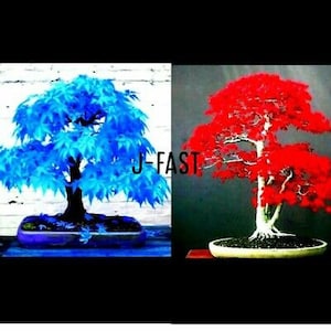 Puede incluir: Dos árboles bonsai, uno con hojas azules y otro con hojas rojas, ambos en macetas. Los árboles están uno al lado del otro, creando un contraste de colores.