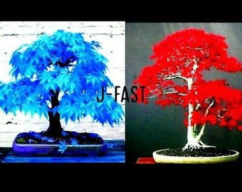 5 Seeds Japanese Maple Tree sky blue and 5 seeds Japanese Red Maple plant for home Garden