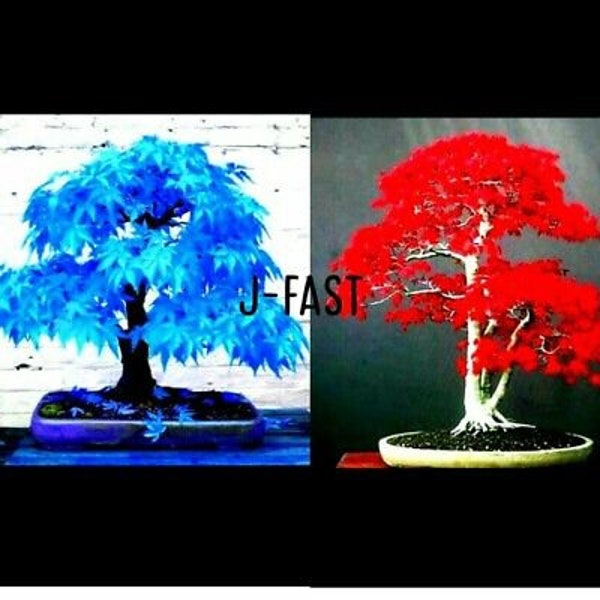 5 Seeds Japanese Maple Tree sky blue and 5 seeds Japanese Maple plant for home Garden