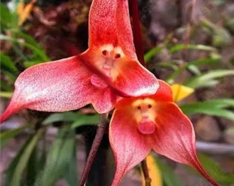 10 Pcs Seeds Cute Monkey Face Orchid seed Bonsai Plants Flowers For Garden(Mky1)