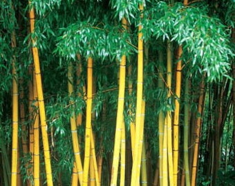 20  Seeds Yellow Bamboo Fresh Garden plant seeds Phyllostachys Viridis