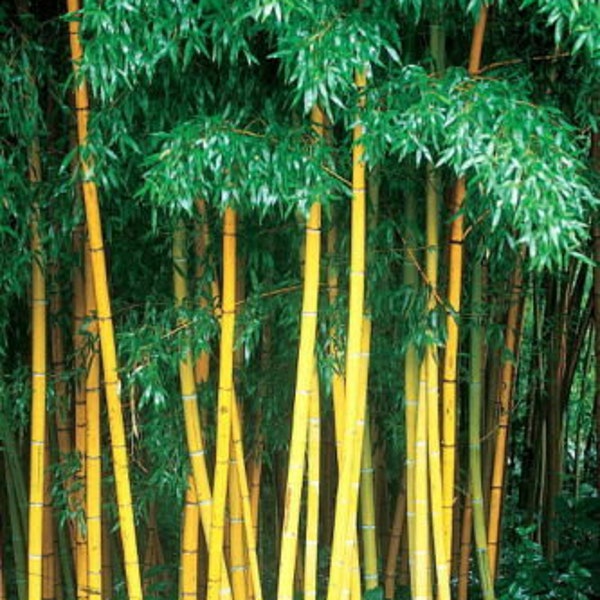 20  Seeds Yellow Bamboo Fresh Garden plant seeds Phyllostachys Viridis