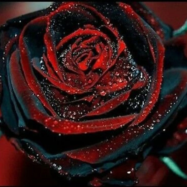 10 semillas True Blood Black and Red Rose Flower Rara semilla increíblemente hermosa