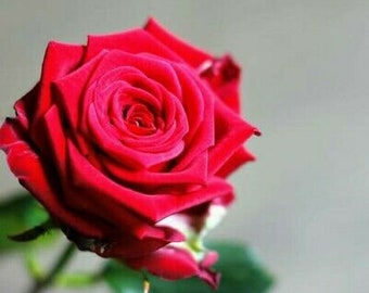 10 Pcs  Red Flower Rose seeds Rare Amazingly Beautiful Rose Flower Seeds