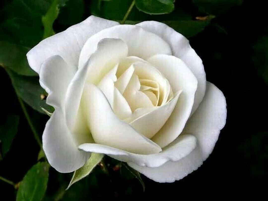 Offen【Reborn project】ROSE-pointed /WHITE White Paper Rose DIY Set - 12 per order (Pricing for sizes