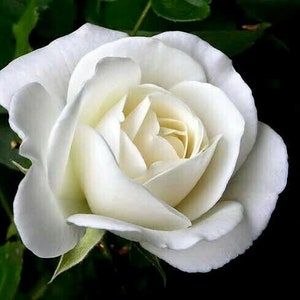 10 pcs white Rose Flower seeds Rare Amazingly Beautiful Seeds