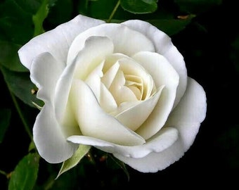 10 pcs white Rose Flower seeds Rare Amazingly Beautiful Seeds