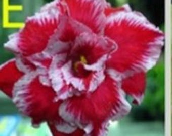 5  Desert Red and White Rose Flower seeds Adenium Obesum Giant  bonsai  Japanese Hybrid House Flower Plant Flower seeds (Code- E )