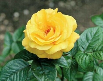 10 pcs Yellow Rose Flower seeds Rare Amazingly Beautiful Seeds