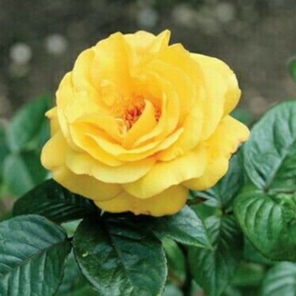 10 pcs Yellow Rose Flower seeds Rare Amazingly Beautiful Seeds