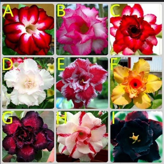 Graines De Rose Du Désert (Adenium) - Pour Bonsaï Ou Plante D'intérieur - Purification D'air - Sachet De Graines