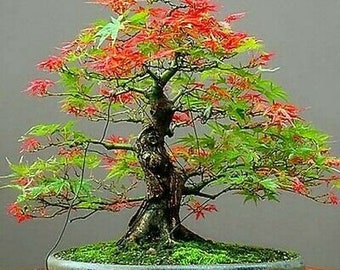 15 Seeds Red and Green Maple   Tree Japanese Maple  Bonsai Rare plant for home garden