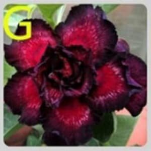 May include: A close-up of a dark red and purple flower with a ruffled texture. The flower is a desert rose, also known as adenium obesum.