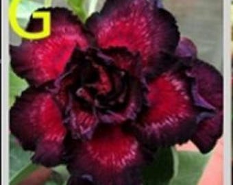 5  Desert True Blood Red and Black Rose Flower seeds Adenium Obesum Giant  bonsai  Japanese Hybrid Flower Plant Flower seeds (Code- G )