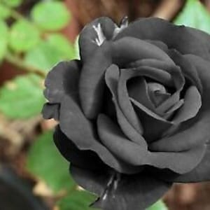 10 Seeds  Black Rose Flower Rare Amazingly Beautiful Seed