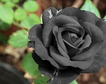 10 Seeds  Black Rose Flower Rare Amazingly Beautiful Seed