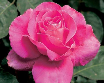 10 pcs Pink Rose Flower seeds Rare Amazingly Beautiful Seeds