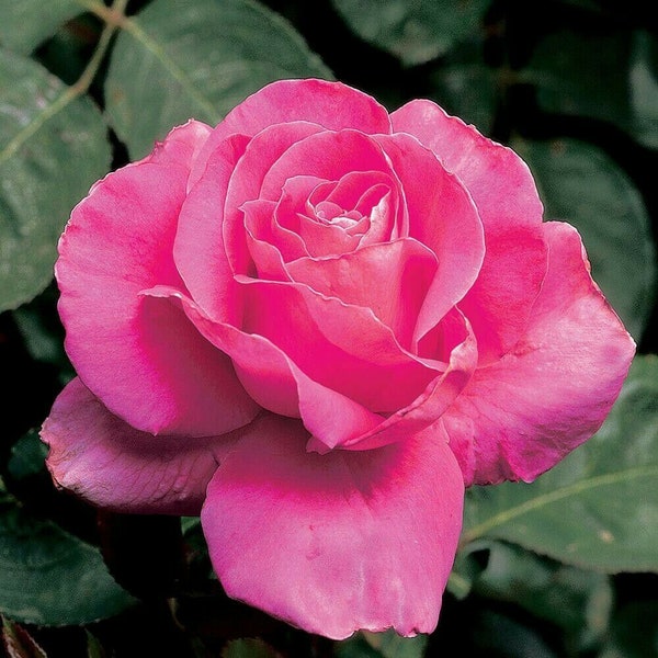 10 pcs Pink Rose Flower seeds Rare Amazingly Beautiful Seeds