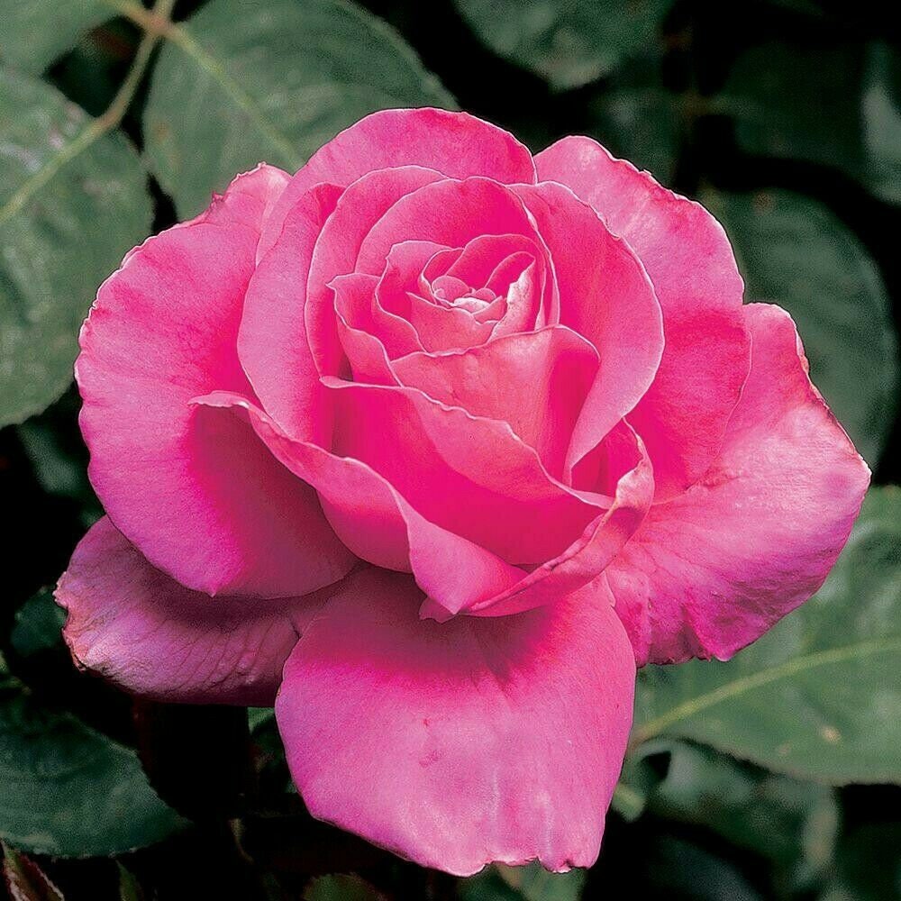 Pink Rose " Engagement " 10  Rare Roses Seeds 
