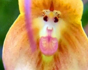 10 Pcs Seeds Cute Monkey Face Orchid seed Bonsai Plants Flowers For Garden(Mky-2)