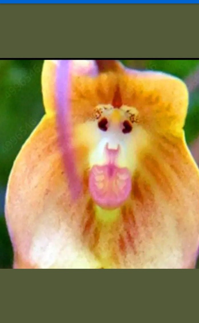 Monkey Face Orchid UK