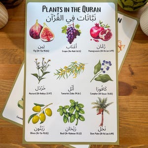 Póster de plantas en el Corán en árabe / El más vendido