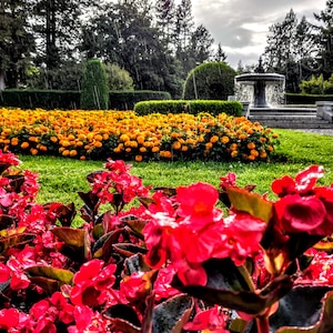 The smell of flowers in the soft rain