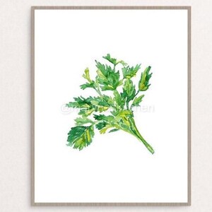 Parsley Wall Poster Herb Watercolor Spice Types Kitchen Decor Vegetabe Painting Minimalist Print Art Drawing Modern Room Wall Decoration