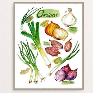 May include: Watercolour illustration of different types of onions, including white, yellow, red, scallions, shallots, and spring onions. The illustration is labelled with the names of each type of onion.