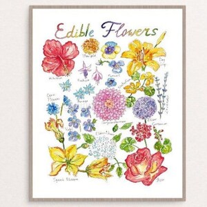 Fleurs comestibles Wall Affiche Aquarelle Vegetable Kitchen Decor Types Peinture Minimalist Print Art Dessin Modern Room Wall Décor Décoration