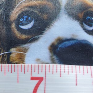 K&ouml;nnte beinhalten: Nahaufnahme des Gesichts eines Cavalier King Charles Spaniels. Der Hund hat braunes und wei&szlig;es Fell mit gro&szlig;en, ausdrucksstarken Augen, die das Licht reflektieren. Ein Ma&szlig;band befindet sich unten, mit den 15-20 cm Markierungen sichtbar.