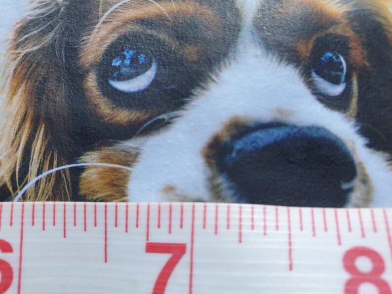 K&ouml;nnte beinhalten: Nahaufnahme des Gesichts eines Cavalier King Charles Spaniels. Der Hund hat braunes und wei&szlig;es Fell mit gro&szlig;en, ausdrucksstarken Augen, die das Licht reflektieren. Ein Ma&szlig;band befindet sich unten, mit den 15-20 cm Markierungen sichtbar.
