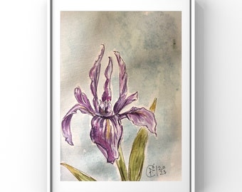 Iris