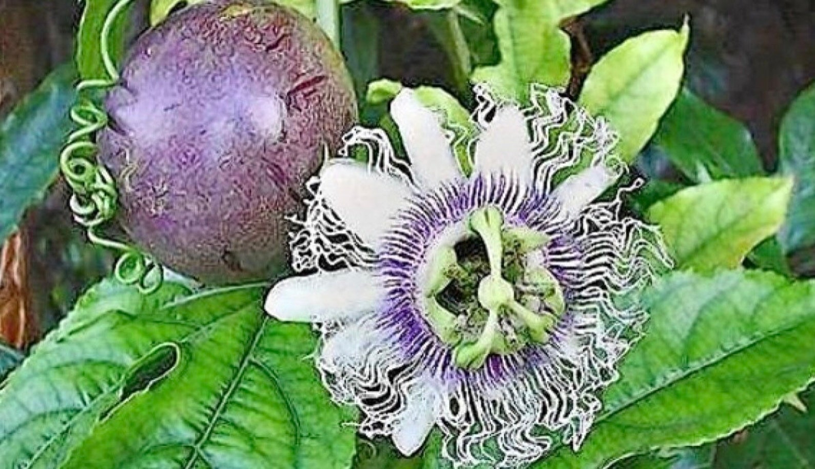 Passion fruit live plants for sale All organic Frederick Etsy