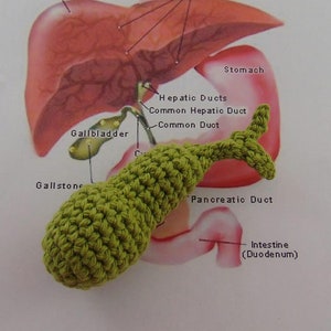 May include: A diagram of the human digestive system with a crocheted green model of the pancreas and gallbladder. The diagram shows the esophagus, liver, stomach, intestines, and the common bile duct.