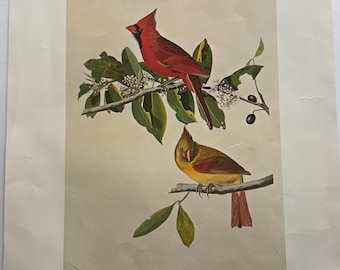 Vintage John James Audubon Cardinal Print | Plate 159 Cardinal Grosbeak Art