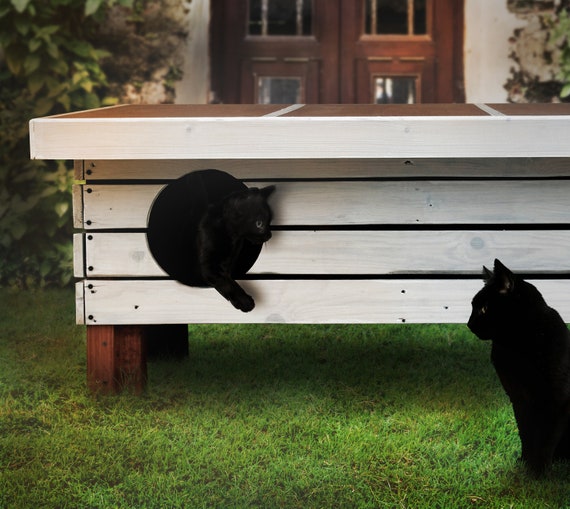 Schuppen Bei Katzen Schuppen Bei Katzen Erkennen Und