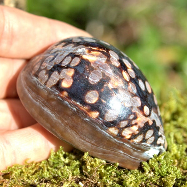 251.5 Ct. Large Hawaiian Humpback Cowrie Shell, Natural Giant Cowrie Shell, Cypraea Mauritiana, Cyprea, Seashell, Beach Decor, Beach Theme