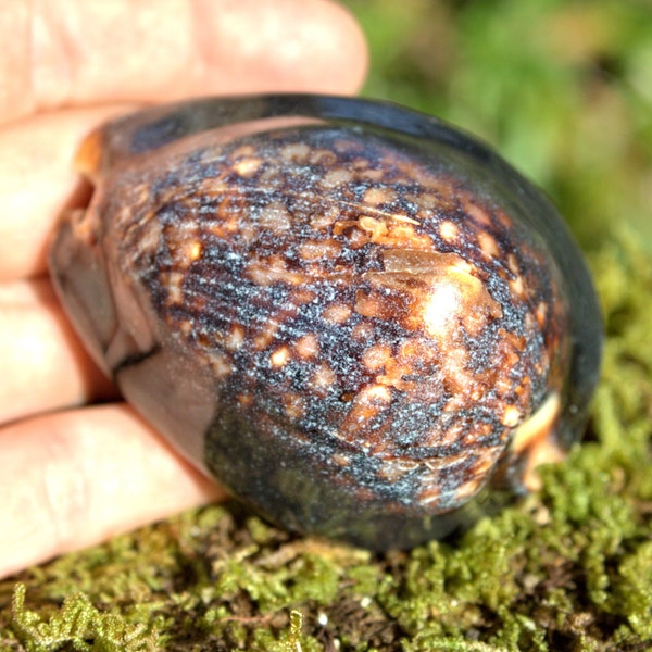 401 Ct. Large Hawaiian Humpback Cowrie Shell, Natural Giant Cowrie Shell, Cypraea Mauritiana, Cyprea, Seashell, Beach Decor, Beach Theme