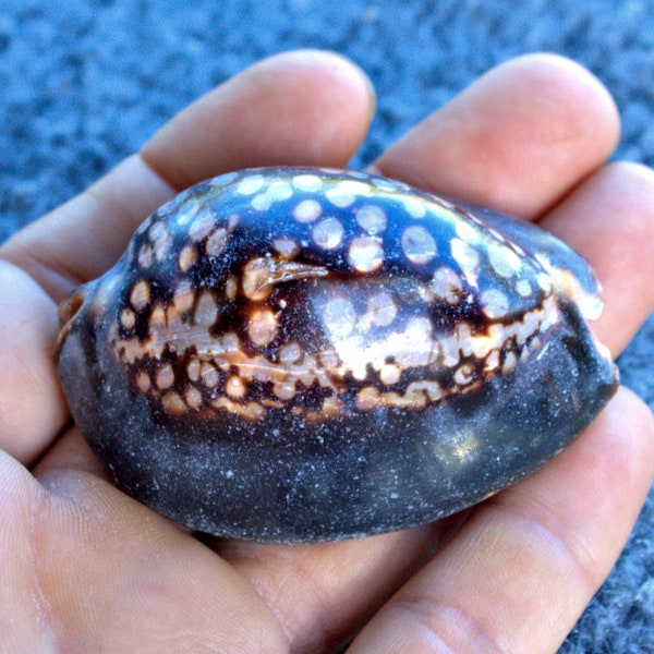 247.15 Ct. Large Hawaiian Humpback Cowrie Shell, Natural Giant Cowrie Shell, Cypraea Mauritiana, Cyprea, Seashell, Beach Decor, Beach Theme
