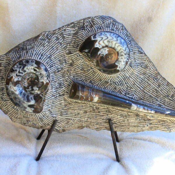 Mineral and Fossil Display Stand Etsy