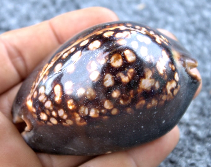 395.5 Ct. Large Hawaiian Humpback Cowrie Shell, Natural Giant Cowrie ...