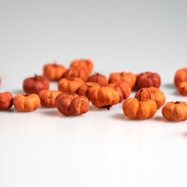 Putka Pods, Mini Pumpkin Decor, Orange Putka Pods, Bowl Filler, Dried Little Pumpkins, Fall Decor