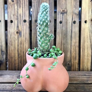 Ball Pot Planter for Cactus & Succulents, Funny Cactus Pot, Terracocktus, Gift Idea for Plant Lover, Housewarming image 3