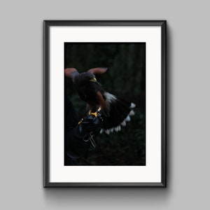 Falcon Flight