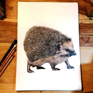 Hedgehog Giclée Print