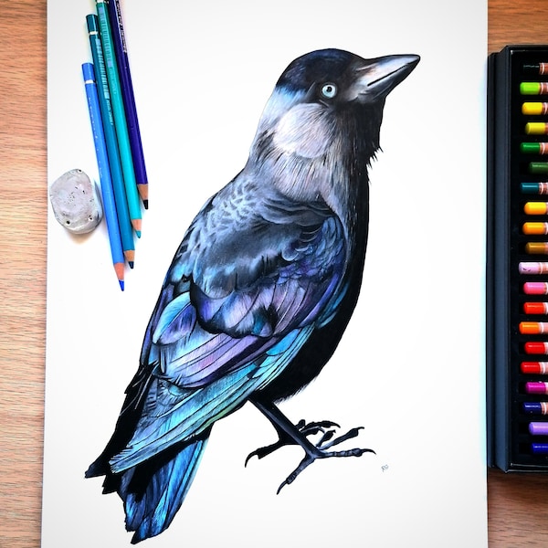 Jackdaw Giclée Wydruk