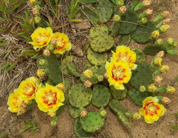 Eastern Prickly Pear Cactus Pad (Opuntia humifusa) Live Plant