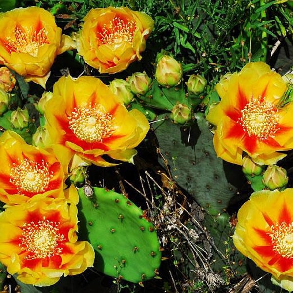 Eastern Dwarf Prickly Pear Cactus (Opuntia cespitosa) Pad Live Cold Hardy